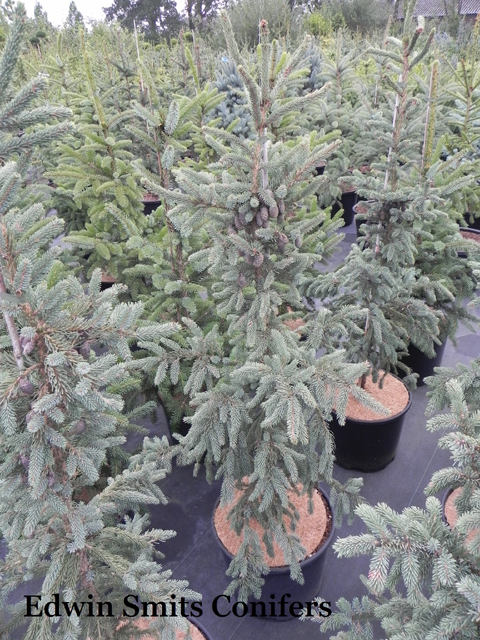 Picea mariana 'Filips Fantastic Blue'